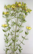 Image of St John's wort