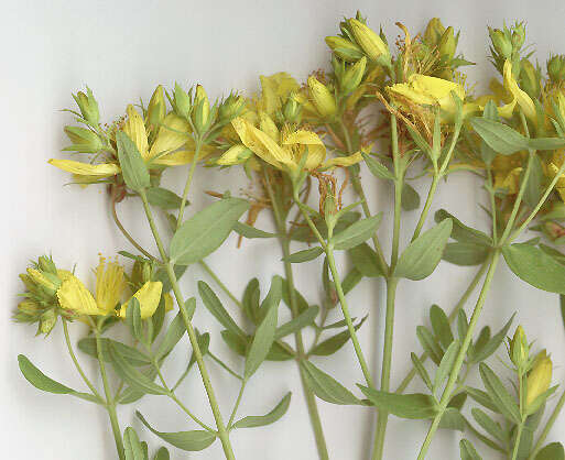 Image of St John's wort