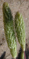 Phleum arenarium L.的圖片