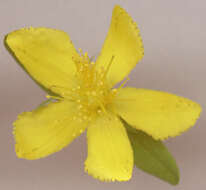 Image of St John's wort