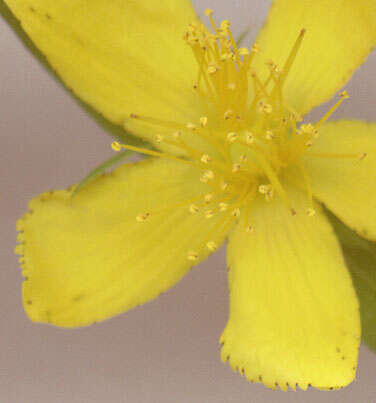 Image of St John's wort