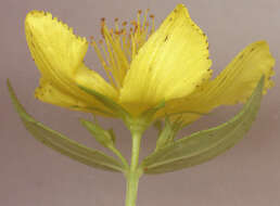 Image of St John's wort