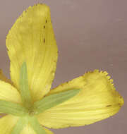 Image of St John's wort