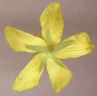 Image of St John's wort