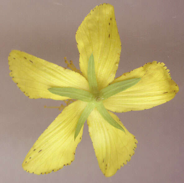 Image of St John's wort