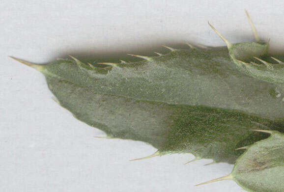 Image of Creeping Thistle