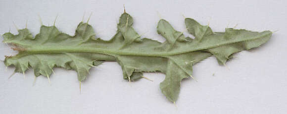 Image of Creeping Thistle