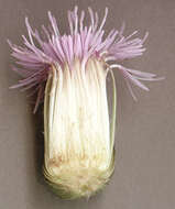 Image of Creeping Thistle