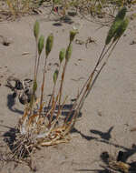 Image of Sand Cat's-tail