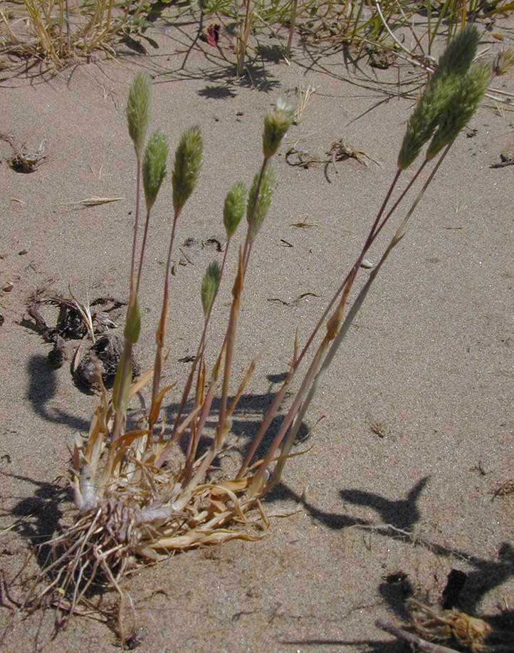 Image of Phleum arenarium L.