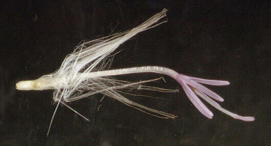 Image of Creeping Thistle