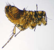 Image of Nosopsyllus