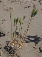 Image of Sand Cat's-tail