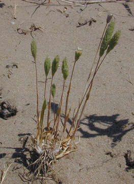 Image of Phleum arenarium L.