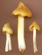 Image of Hygrocybe acutoconica (Clem.) Singer 1951