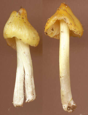 Image of Hygrocybe acutoconica (Clem.) Singer 1951