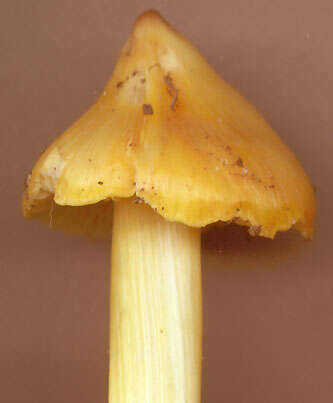 Image of Hygrocybe acutoconica (Clem.) Singer 1951