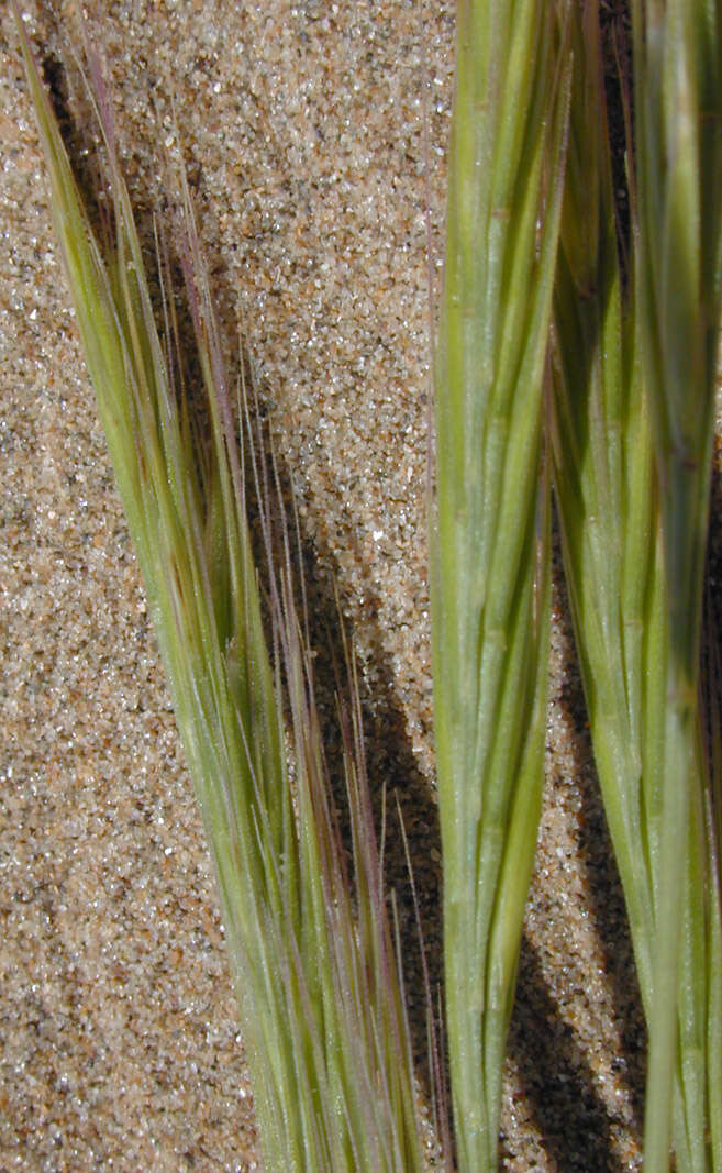 Plancia ëd Vulpia fasciculata (Forssk.) Samp.