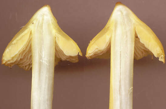 Image of Hygrocybe acutoconica (Clem.) Singer 1951