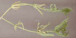 Image of Bristly Stonewort