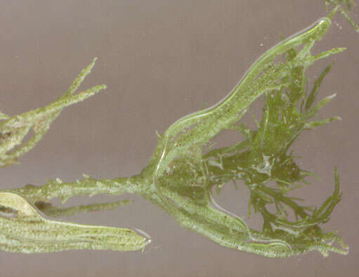 Image of Bristly Stonewort