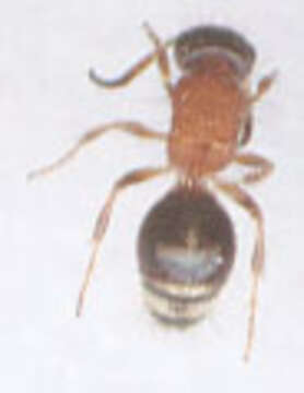 Image of Smicromyrme rufipes (Fabricius 1787)