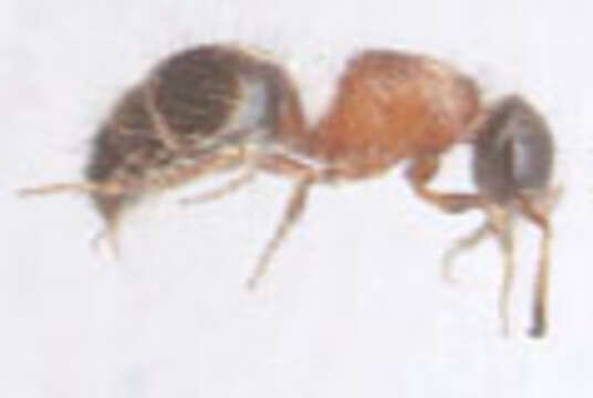 Image de Smicromyrme rufipes (Fabricius 1787)