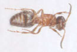 Image of Smicromyrme rufipes (Fabricius 1787)