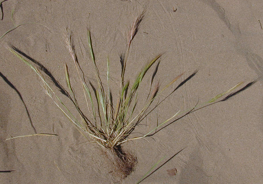 Image of dune fescue