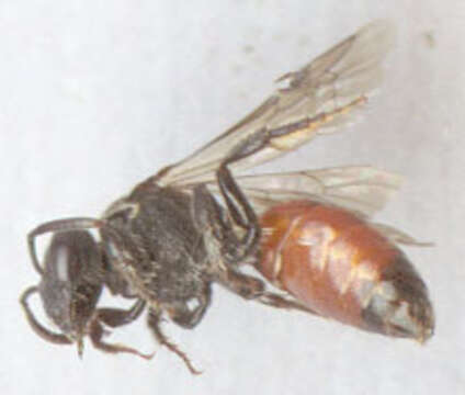 صورة Sphecodes puncticeps Thomson 1870