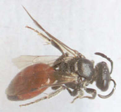 صورة Sphecodes puncticeps Thomson 1870