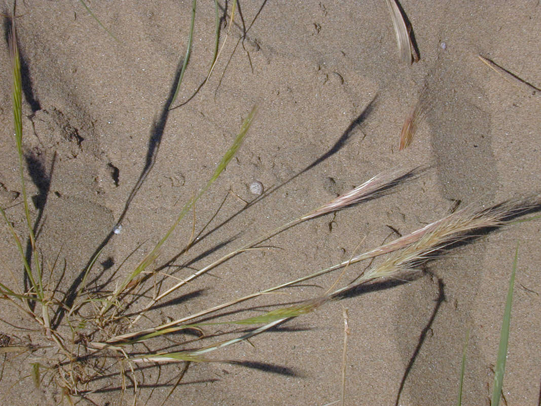 Plancia ëd Vulpia fasciculata (Forssk.) Samp.