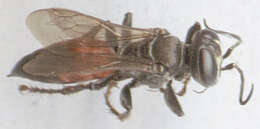 Image of Tachysphex pompiliformis (Panzer 1804)