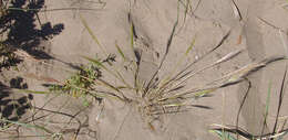 Image of dune fescue