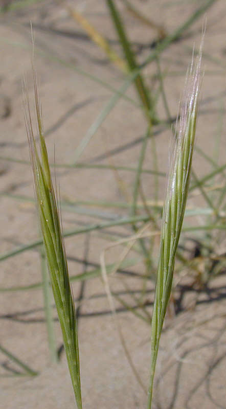 Image of dune fescue