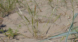 Image of dune fescue