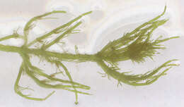 Image of Bristly Stonewort