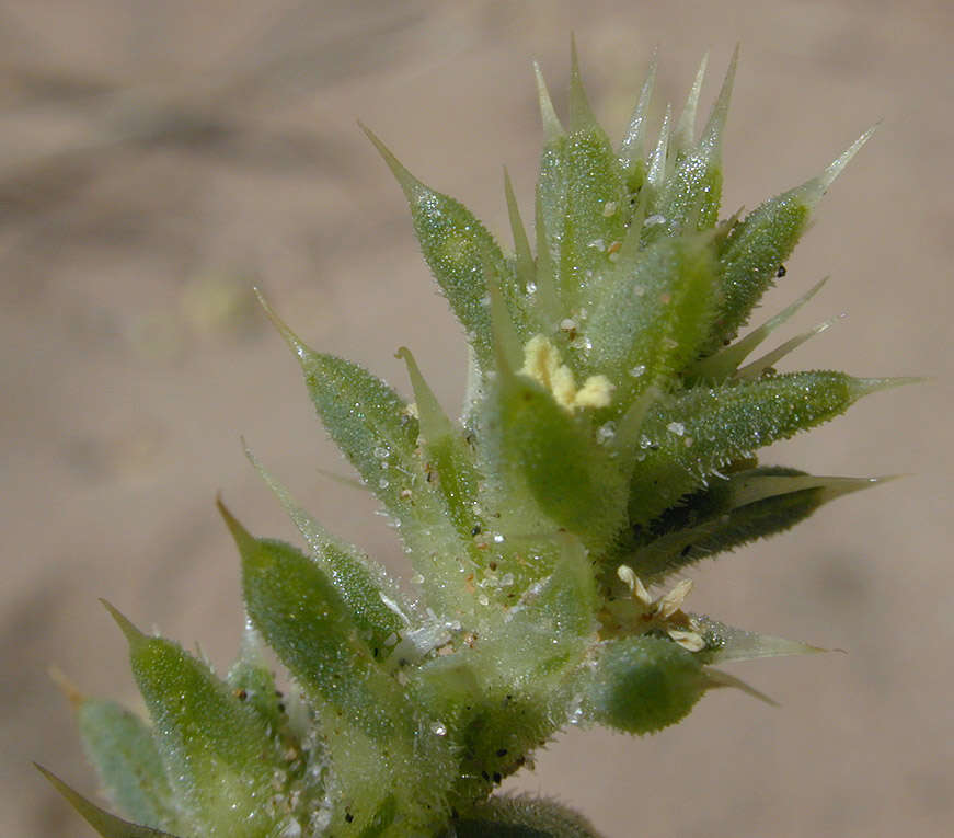Imagem de Salsola kali subsp. kali L.
