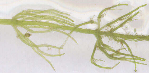 Image of Bristly Stonewort