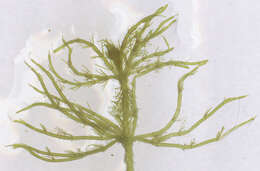 Image of Bristly Stonewort