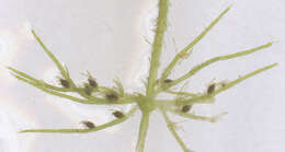 Image of Bristly Stonewort