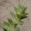 صورة Salsola kali subsp. kali L.