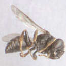 Image of Oxybelus uniglumis (Linnaeus 1758)