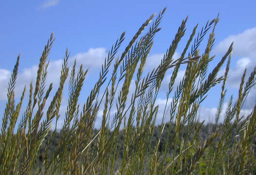 Imagem de Elymus athericus (Link) Kerguélen