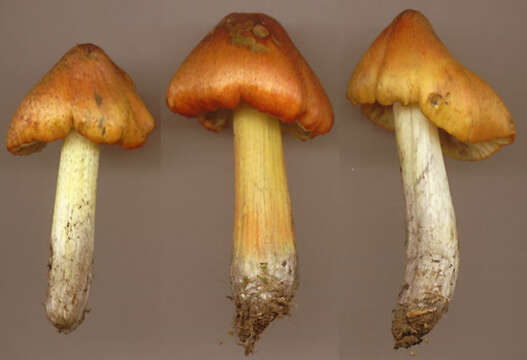 Image of Hygrocybe conica (Schaeff.) P. Kumm. 1871