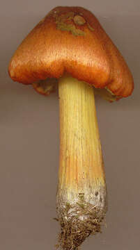 Image of Hygrocybe conica (Schaeff.) P. Kumm. 1871