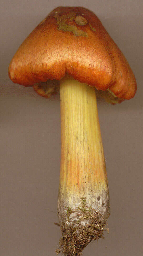 Image of Hygrocybe conica (Schaeff.) P. Kumm. 1871