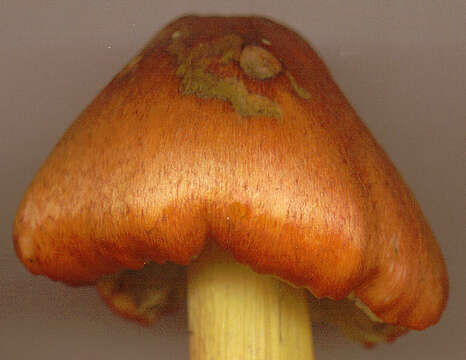 Image of Hygrocybe conica (Schaeff.) P. Kumm. 1871