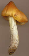 Image of Hygrocybe conica (Schaeff.) P. Kumm. 1871