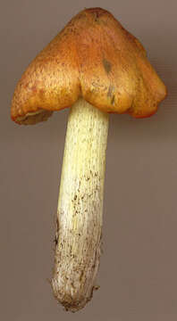 Image of Hygrocybe conica (Schaeff.) P. Kumm. 1871